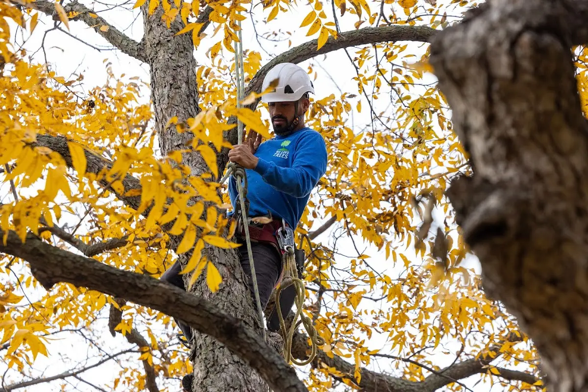 Skilled Tree Transplanting crew working in Deer Park